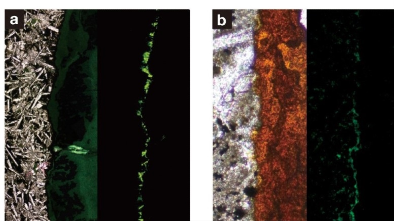 ‪صور مقطعية لعينات الصخور التي تحتوي على البكتيريا، الصخور البازلتية بالرمادي‬ 
صور مقطعية لعينات الصخور التي تحتوي على البكتيريا، الصخور البازلتية بالرمادي والمواد الطينية بالبرتقالي والبكتيريا بالأخضر (جامعة طوكيو)
