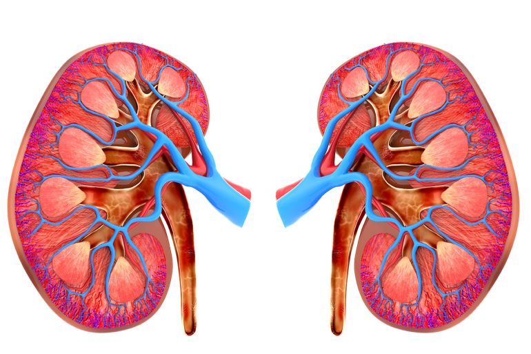 Kidneys. Computer artwork of a section through healthy human kidneys. The kidney is divided into an outer cortex and the pyramid-shaped units of the inner medulla. Blood is passed into a network of capillaries in the cortex ending in small tight knots called glomeruli (not seen). Glomeruli are blood filtering units from which excess water and metabolic wastes pass from the blood into tubules, where the waste turns to urine. The urine then drains through the medullary pyramids into the ureter which leads to the bladder.