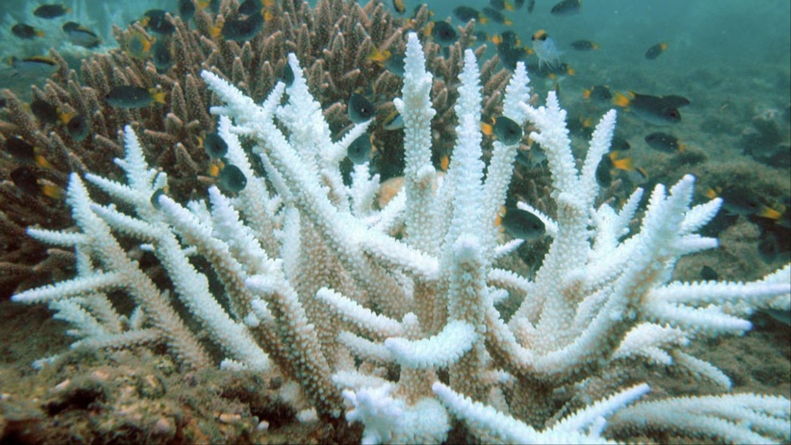 ‪ابيضاض الشعاب المرجانية نتيجة تغير مناخ المحيط‬ (ويكيبيديا) 