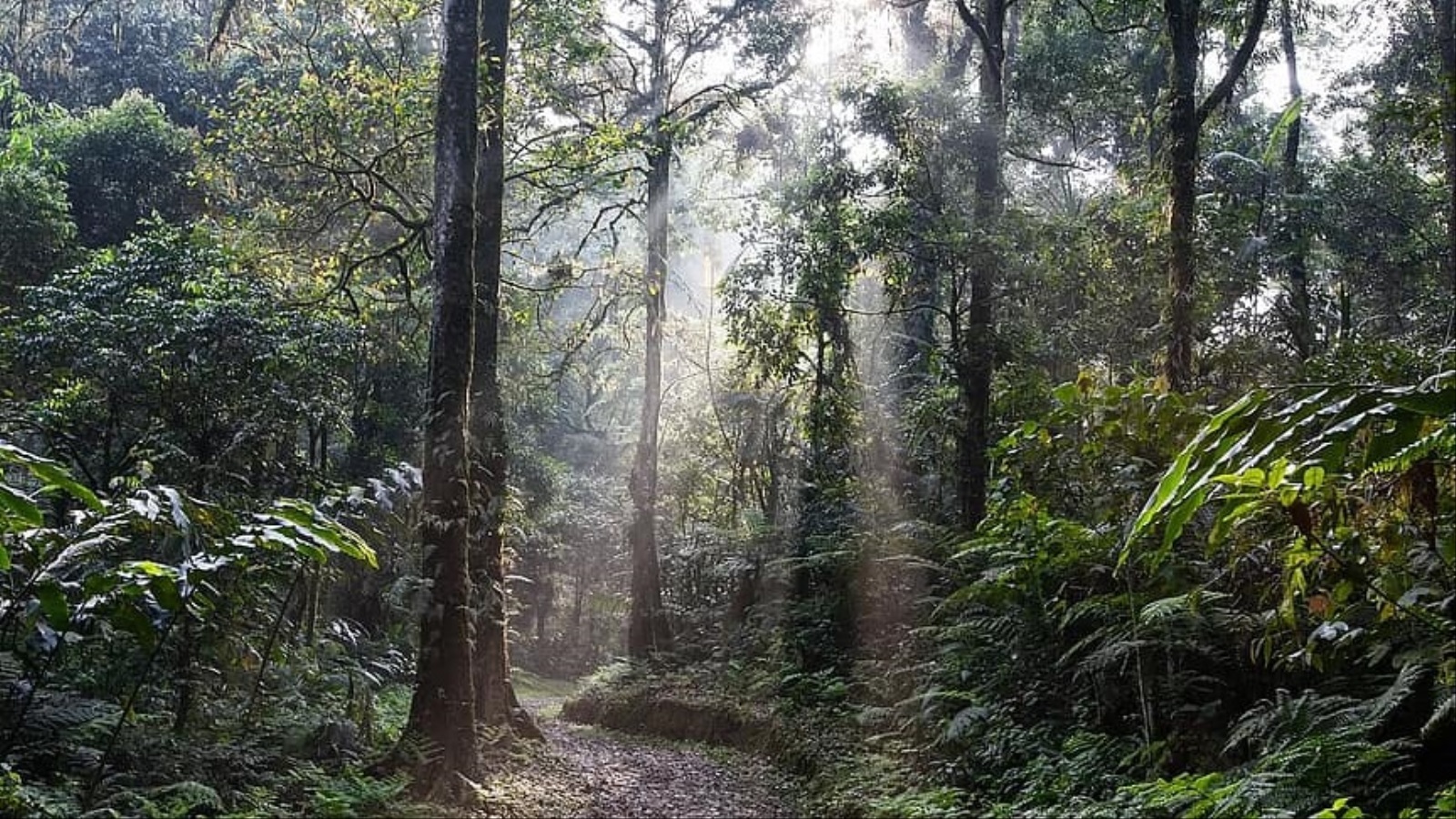 ‪غابات جزيرة جاوا.. تنوع بيولوجي عال وكثافة كبيرة للنباتات الطبية (بيكيست)‬ غابات جزيرة جاوا.. تنوع بيولوجي عال وكثافة كبيرة للنباتات الطبية (بيكيست)