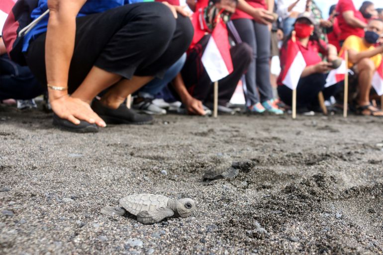 A baby turtle is seen as it is being released at a beach in Gianyar, Bali