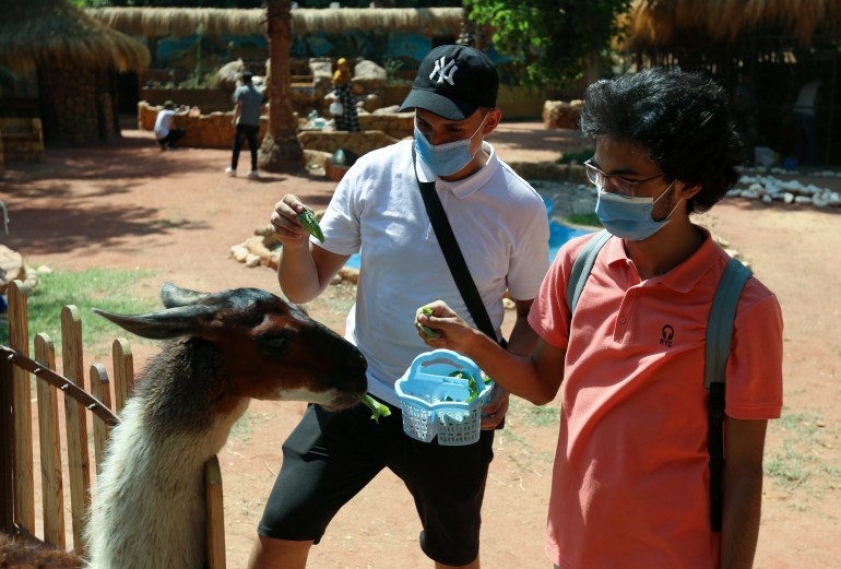 People feed llama on the first day of reopening the Giza zoo, amid the outbreak of the coronavirus disease (COVID-19), on the outskirts of Cairo