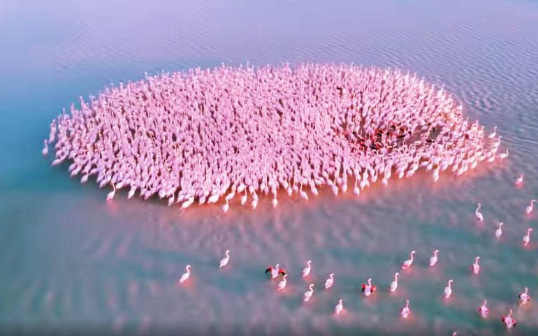 في طريق هجرتها.. طيور الفلامنغو الوردية ترسم لوحات فنية في بحيرة كاراكول