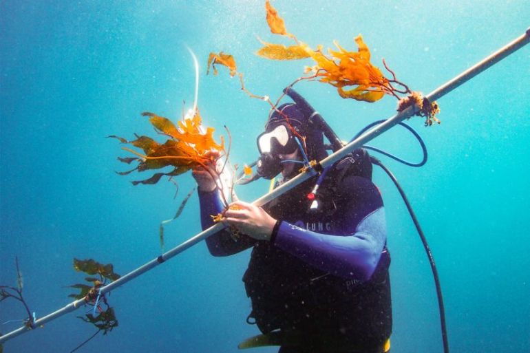 A diver attaches seaweed to a prototype of a device called the “kelp elevator.” Raising and lowering the kelp on the elevator dramatically accelerates its growth, proving the potential for mass-produced seaweed to power vehicles with biofuel harvested from the ocean. (USC Photo/David Ginsburg)