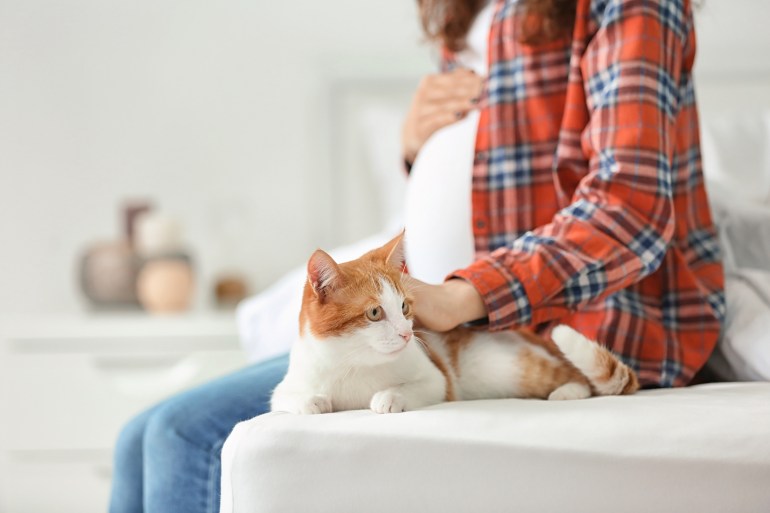 ماذا يجب تجنب القطط أثناء الحمل؟ 10 نصائح يمكن اتباعها للحماية من الإجهاض