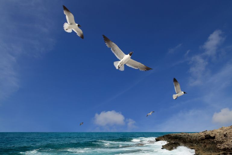 seascape and flying seagulls over blue sky.