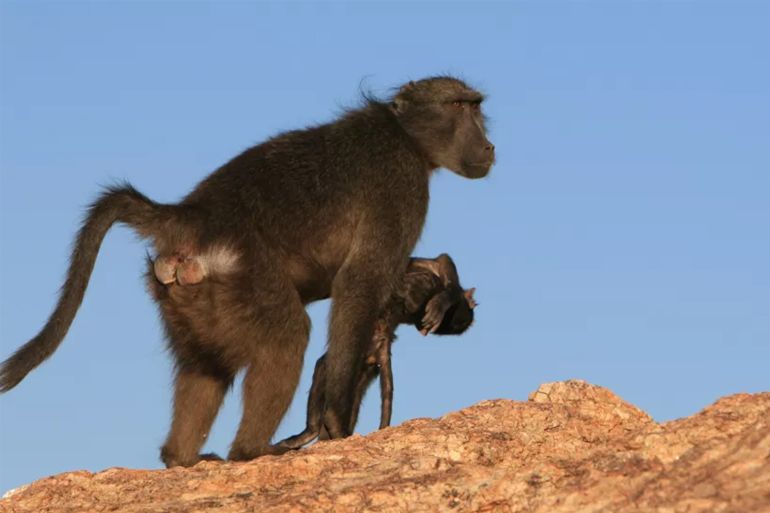 A baboon mother in Namibia carries her dead baby. (Image credit: Alecia Carter)