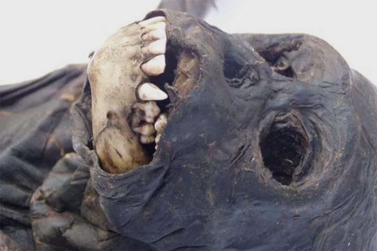 Head of the mummified infant chimpanzee Veve after being carried for 19 days post-death by the mother Vuavua. (Image credit: Claudia Sousa) الصورة من livescience