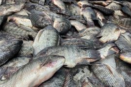 كشفت حملة مقاطعة الأسماك في مصر وتداعياتها أن السلوك الشعبي أثر على حركة التجارة ما أجبر التجار على خفض الأسعار (الجزيرة)