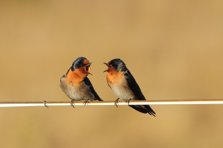 أصوات الطيور تختفي من المشهد الصوتي