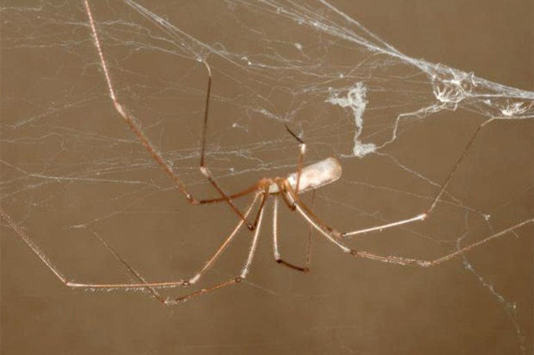 الصحافة الأمريكية https://espacepourlavie.ca/en/insects-arthropods/long-bodied-cellar-spider