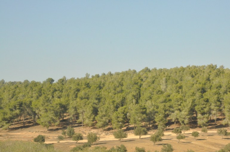 الاستيطان الأخضر تحريش عشرات آلاف الدونمات من أراضي البدو بالنقب.