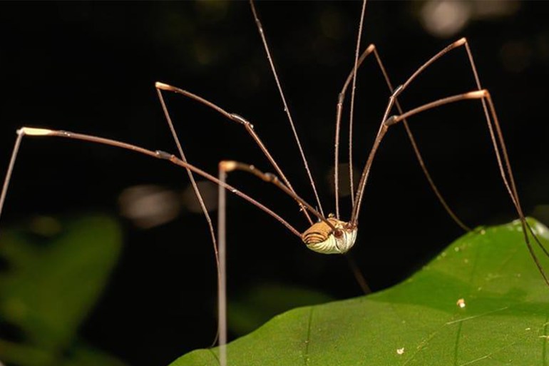 https://www.pestandtermiteconsultants.com/blog/post/is-there-a-difference-between-raleigh-s-daddy-long-legs-cellar-spiders الصحافة الأمريكية