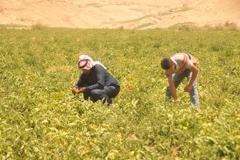 مزراعون يتفقدون خسائرهم . الجزيرة . جولة على سد الموجب جنوب الأردن محافظة الكرك
