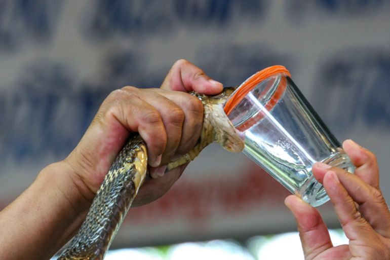 Milking cobra snake venom in Thailand - stock photo
