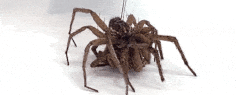 يمكن أن يتحمل العنكبوت الروبوت وزن عنكبوت آخر بنفس الحجم تقريبا (جامعة رايس)