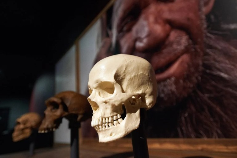 A human skull is on display with a picture of a Neanderthal man. The Museum of Natural History of Toulouse in cooperation with the Natural History Museum of London display an exhibition called 'Extinction: an end to the world ?'on the 6th extinction due to the human species and its activities (farming, grazing, construction, use of biocides, etc.). The Museum exposes extinct species or on the brink of extinction. It will be open to public on October 9th 2019. Toulouse. France. October 3rd 2019. (Photo by Alain Pitton/NurPhoto via Getty Images)