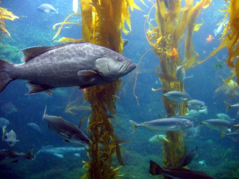 تمثل الغابات البحرية موئلا للعديد من الكائنات (فليكر)