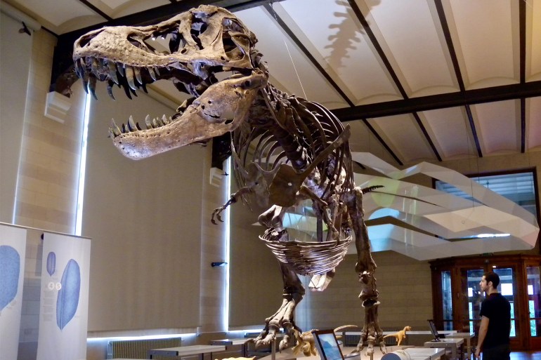 أحداث الانقراض الجماعي قضت على المخلوقات الأكبر حجما CAPTION Dr Nicolás Campione standing beside a cast of Tyrannosaurus rex at the Royal Belgian Institute of Natural Sciences in 2009. CREDIT Image courtesy of Dr David Evans.