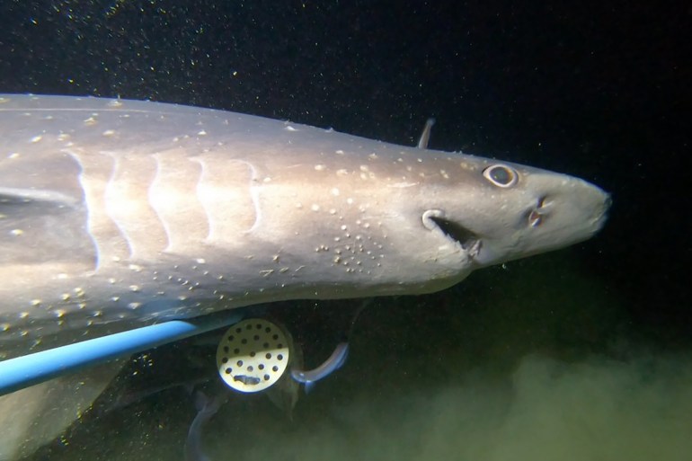 رصد مجموعات من سمك القرش العنبري المهدد بالانقراض