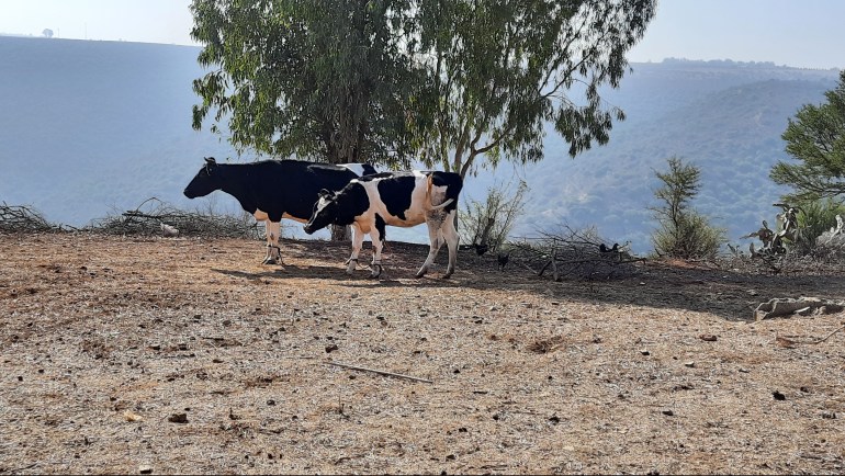المغرب/ ضواحي الرباط/ سناء القويطي/ أبقار في إحدى القرى ضواحي الرباط / مصدر الصورة: سناء القويطي
