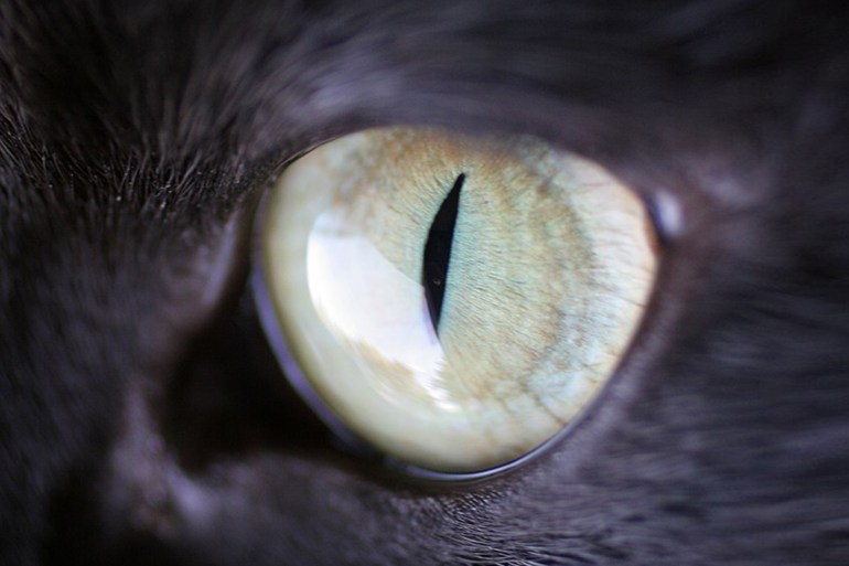 يأخذ بؤبؤ العين لدى القطط في الغالب خطا رأسيا مستقيما أثناء النهار ثم يتمدد في الليل (ويكيبيديا)