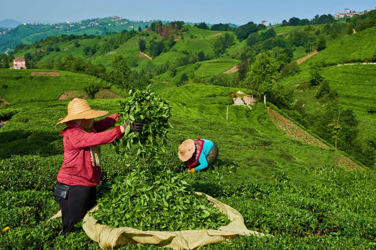 Turkey, the Black Sea region, tea plantation in the hills near Trabzon in Anatolia, tea picker picking tea leaves gettyimages-1055552406