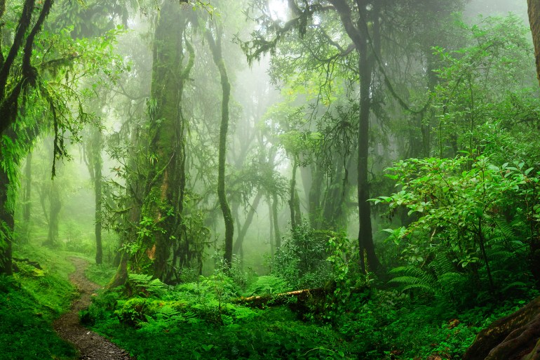 تسهم الغابات في زيادة هطول الأمطار والحفاظ على استقرار درجة حرارة الكوكب. (Shutterstock).