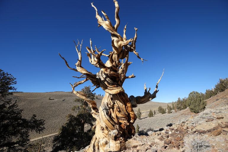 INYO COUNTY, CALIFORNIA - NOVEMBER 28: A 4,853-year-old Great Basin bristlecone pine tree known as Methuselah is growing high at Ancient Bristlecone Pine Forest in the White Mountains of Inyo County in eastern California, United States on November 28, 2021. It is also recognized as the non-clonal tree with the greatest confirmed age in the world. (Photo by Tayfun Coskun/Anadolu Agency