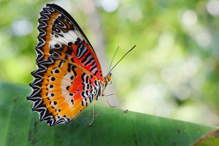 Colorful butterflies(Leopard Lacewing) on banana leaf