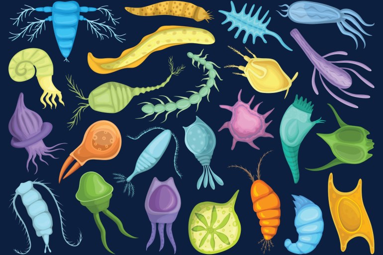 Plankton vector cartoon set icon. Isolated cartoon set icon phytoplankton.Vector illustration plankton on white background.