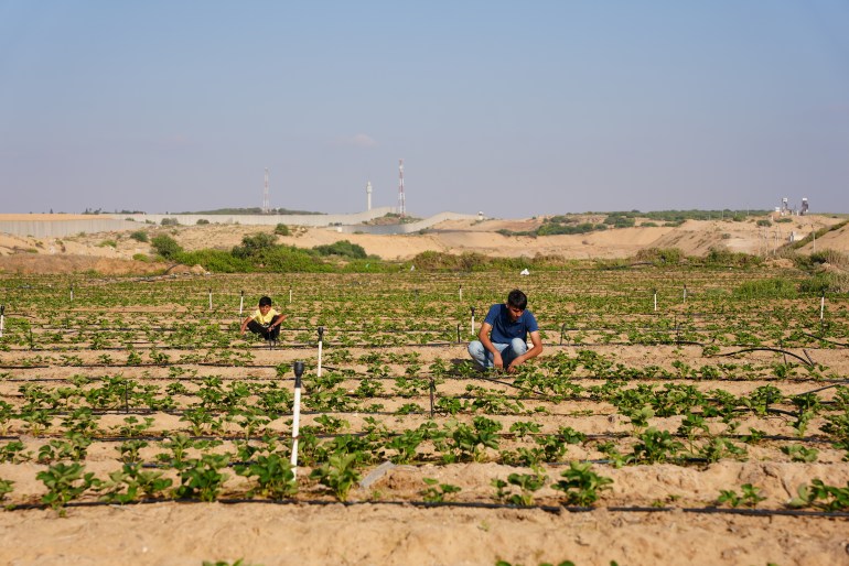 مزارعون يعملون في أرضهم في بلدة بيت لاهيا شمال قطاع غزة قرب السياج الحدودي