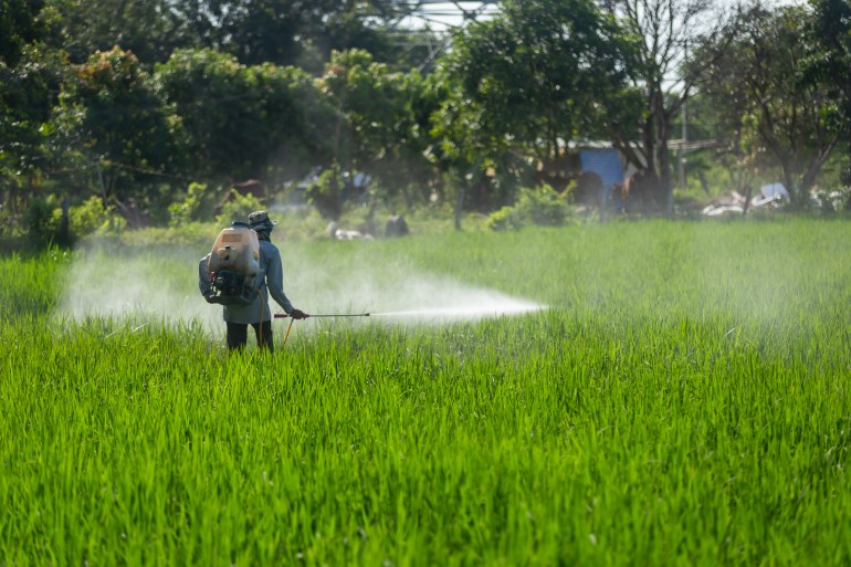 Farmer are spraying chemicals, glyphosate, chlorpyrifos toxic weed in rice fields.
