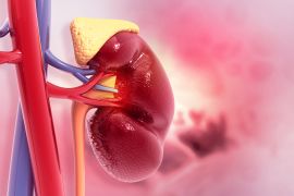 Human kidney on medical background. 3d illustration Healthy adrenal glands, computer artwork. الغدة الكظرية أدرينالين الأدرينالين