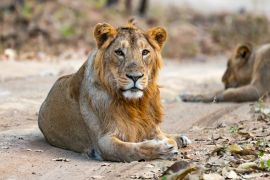 A Male Asiatic Lion (Panthera leo persica), clicked in the early morning hours at Gir National Park, Gujarat, India. ; Shutterstock ID 1673203996; purchase_order: AJA; job: ; client: ; other: