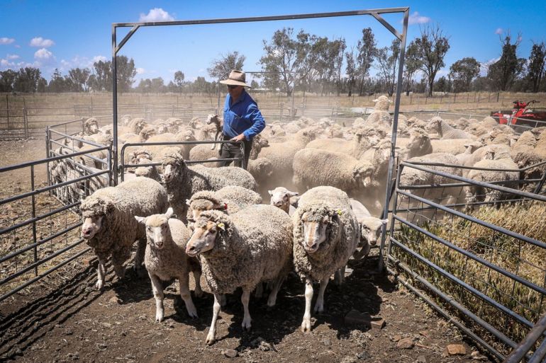 A sheep farmer herds sheep into a catching pen for shearing at a farm near Gunnedah, New South Wales, Australia, on Tuesday, Oct. 13, 2020. Farmers in Australia, which supply about 90% of the worlds apparel wool, have struggled during the Covid-19 lockdown as global apparel factories and retailers shutter. Photographer: David Gray/Bloomberg via Getty Imagesg